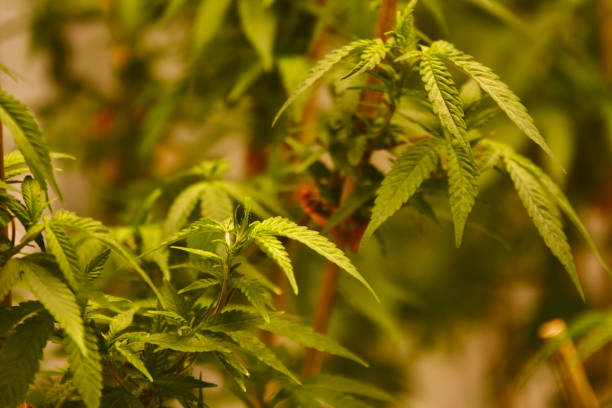 How to Easily Obtain Your Medical Marijuana Card in Denver