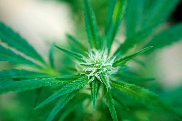 What is required documentation to apply for a medical marijuana card in Denver?